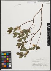 Foto von Salix phylicifolia L.